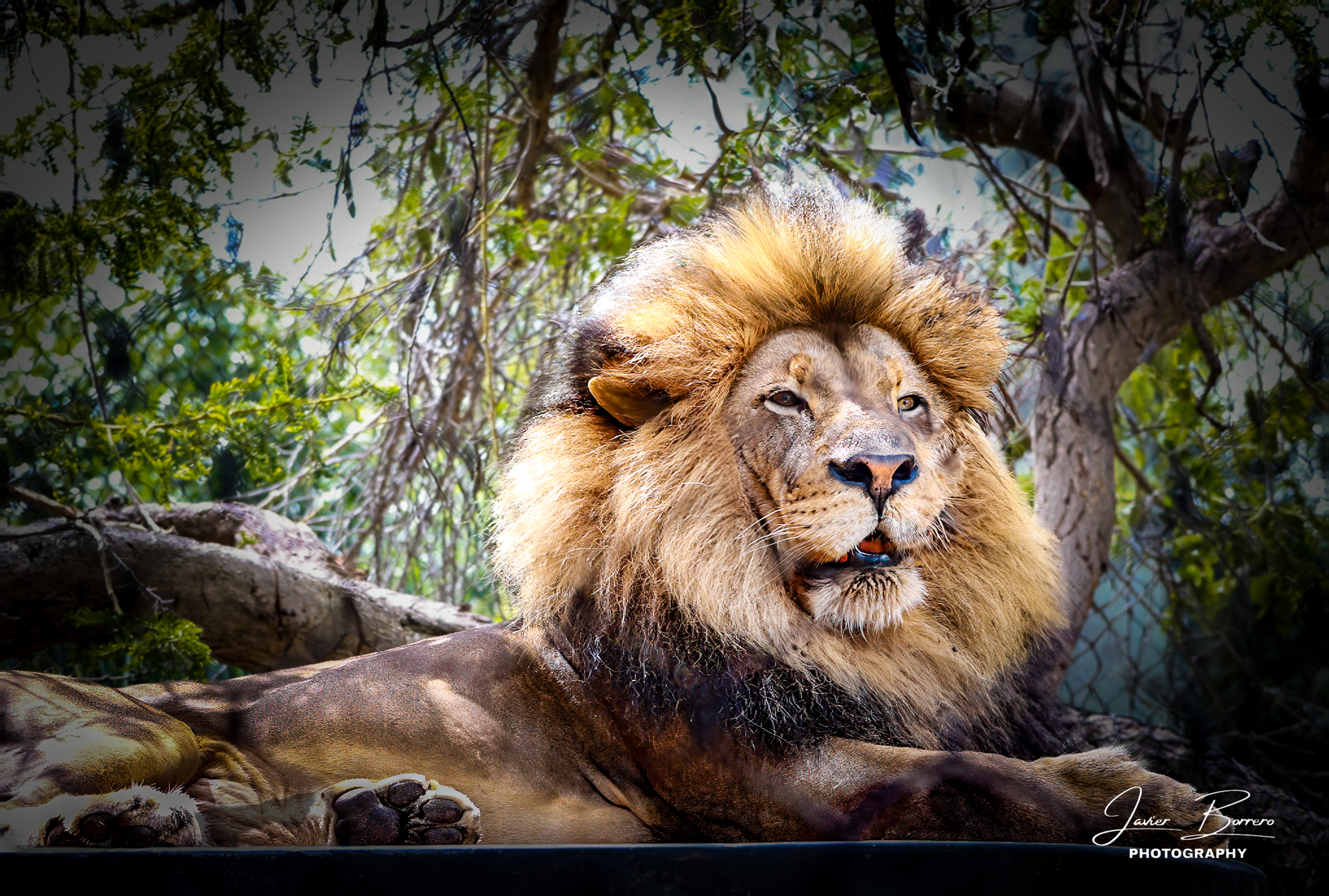 Lion portrait symbolizing leadership and presence in photography storytelling
