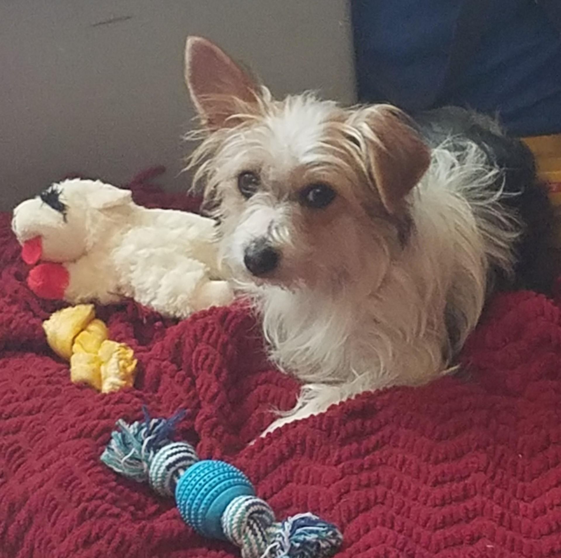 Small white-and-tan dog on a red blanket with a plush toy and blue rope chew toy