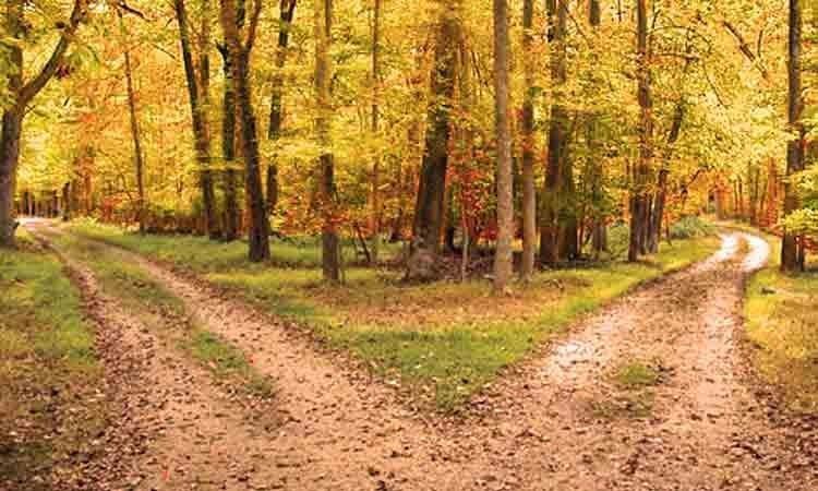 Autumn forest path splitting into two dirt trails among yellow-orange trees