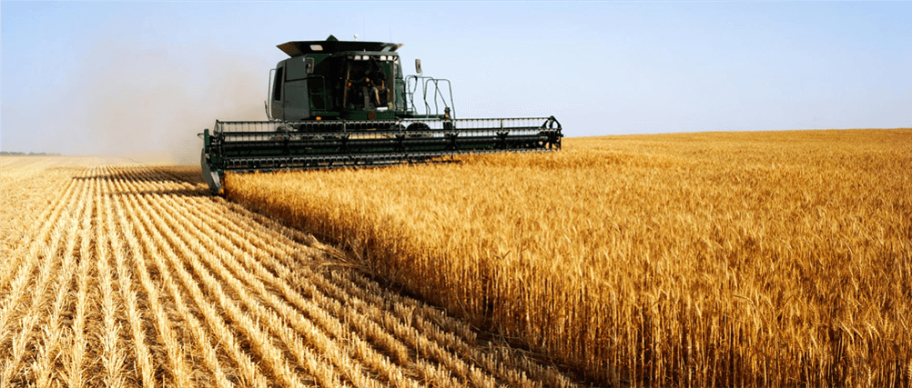 Combine harvesting golden wheat in a wide field under a clear blue sky