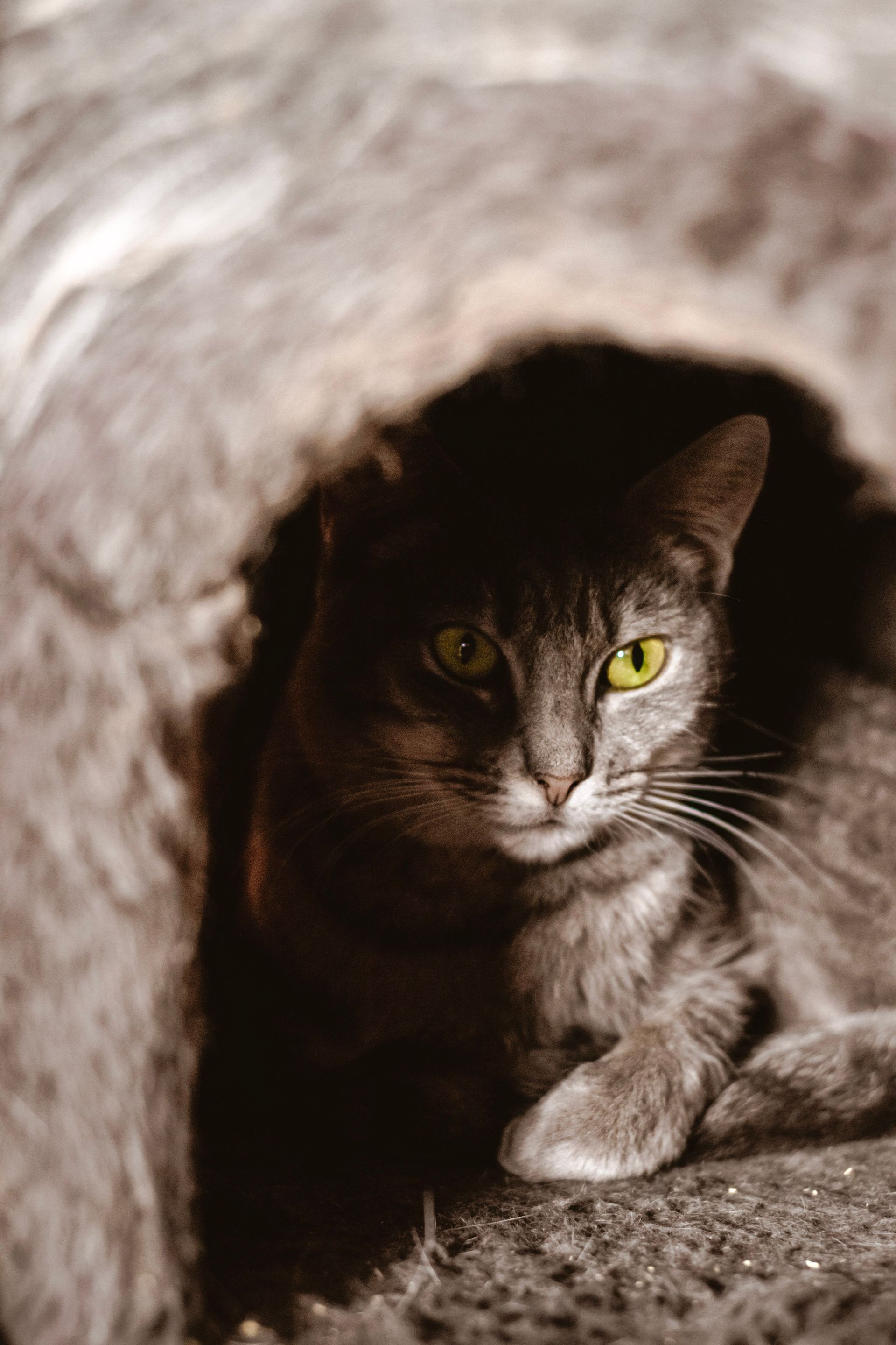 Tabby cat peeking from a dark tunnel, lit from the front, with alert yellow eyes