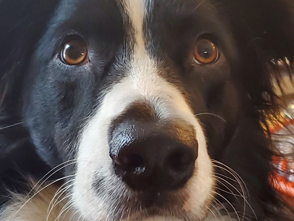 A close up of a black and white dog looking at the camera