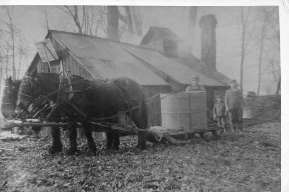 Historic photo of Isham Family Farm, showing the family using horses and traditional equipment to harvest maple syrup.