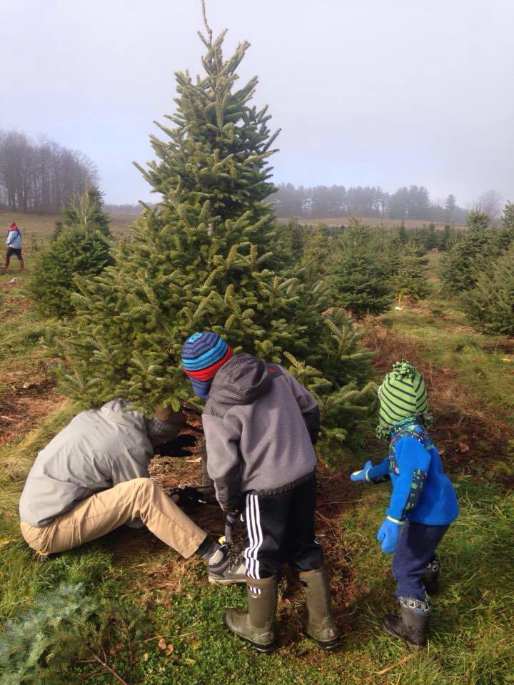 Christmas-tree-cutting
