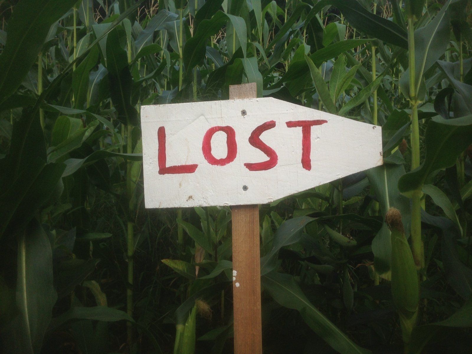 Hand-painted “Lost” sign in Isham Family Farm’s corn maze.