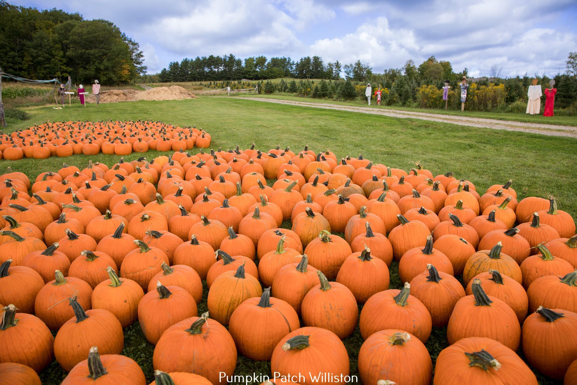 pumpkin patch williston vt