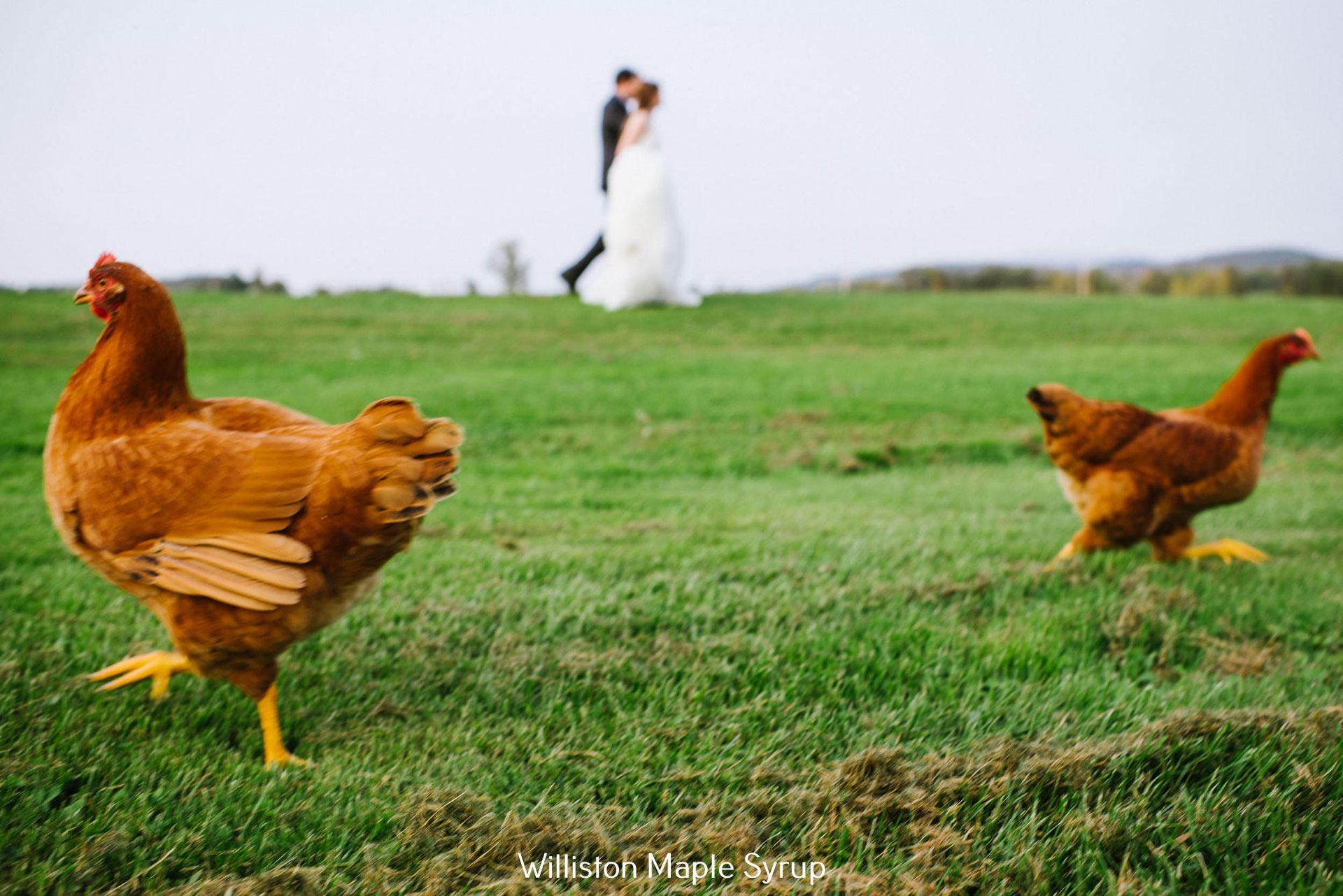 Chickens from Isham Family Farm in the foreground with a newlywed couple walking in the background.