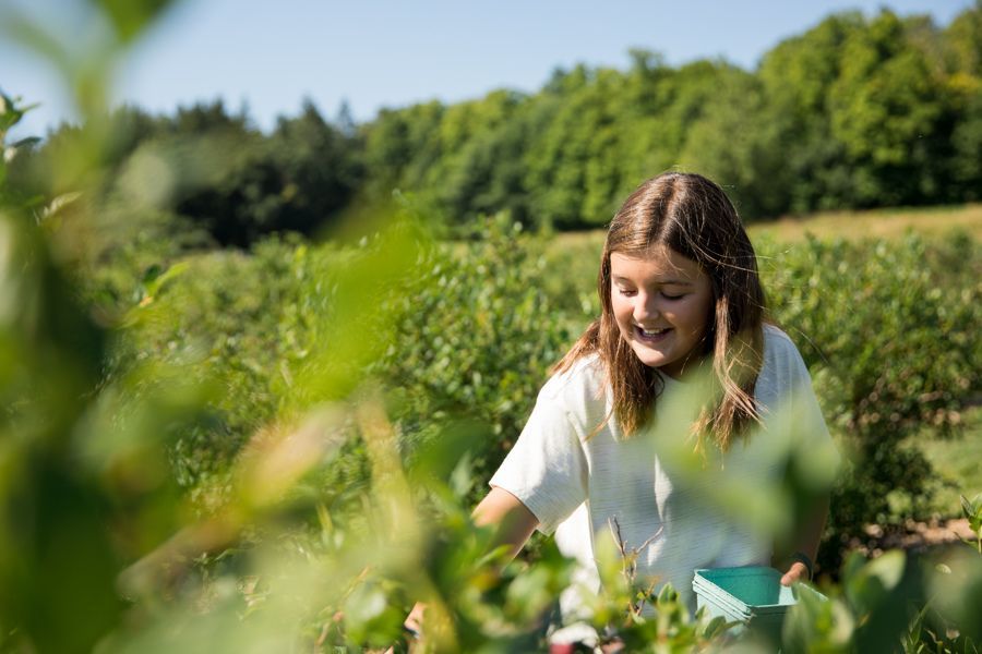 Smiling girl picking blueberries into a pint container at Isham Family Farm’s pick-your-own fields in Vermont.
