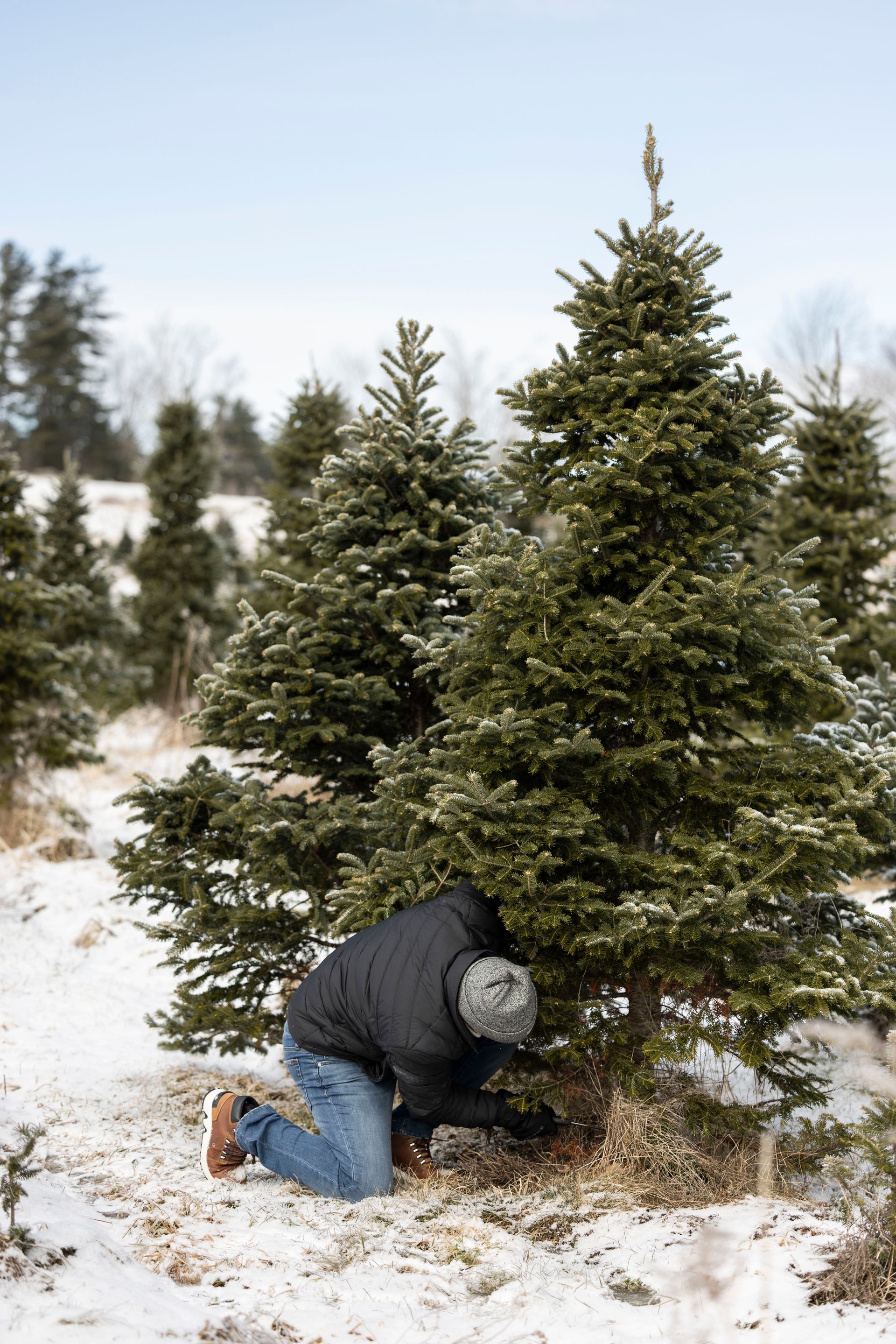 christmas tree farms vermont