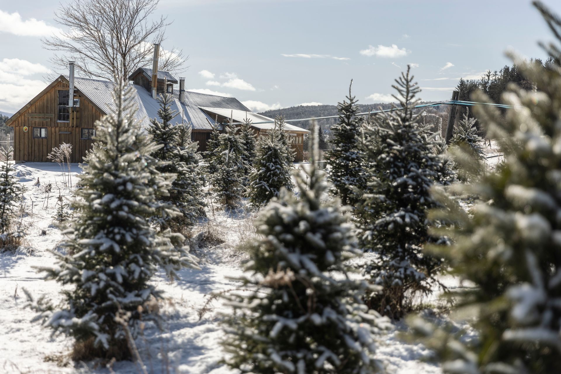 vermont christmas tree farm