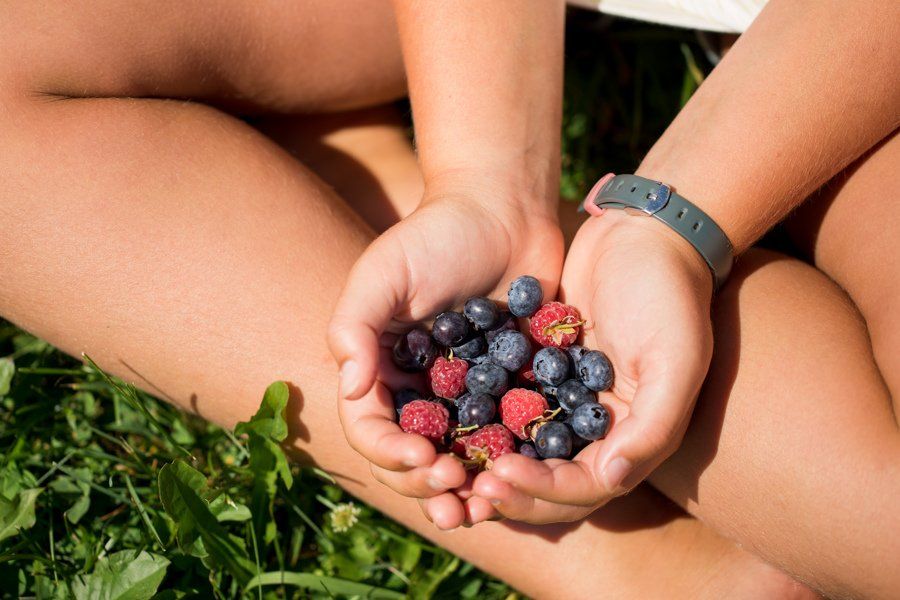 Close up picture of a child's hands holding a variety of freshly picked blueberries, strawberries, and  blackberries.