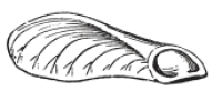 Hand-drawn illustration of a seed used in Isham Family Farm branding.