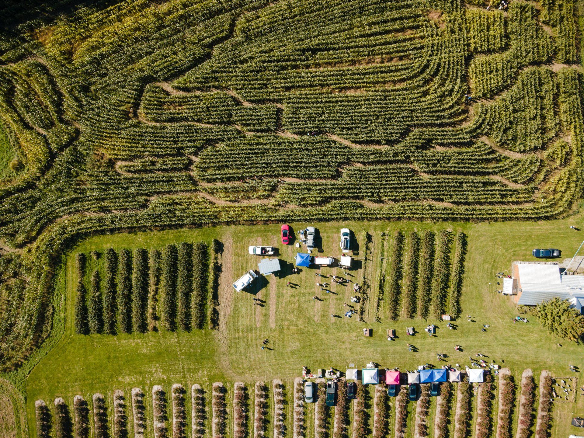 williston+corn+maze