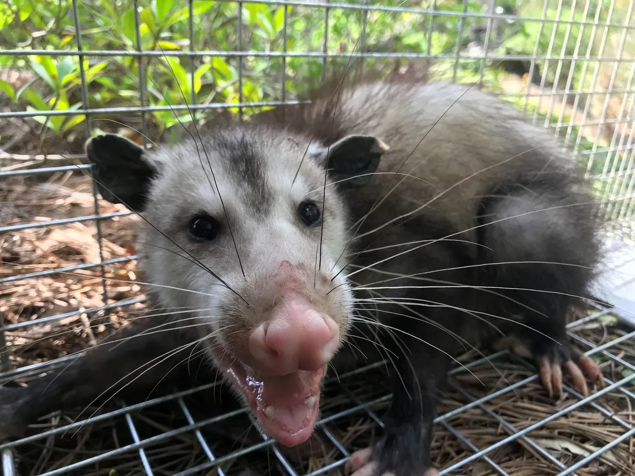 Opossum in Cage — Vestavia, AL — The Squirrel Guys