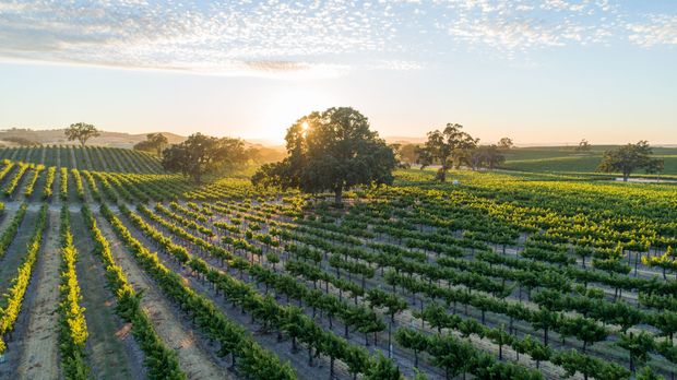 Sunrise over rows of grapevines in a vineyard, with a lone tree under a partly cloudy sky