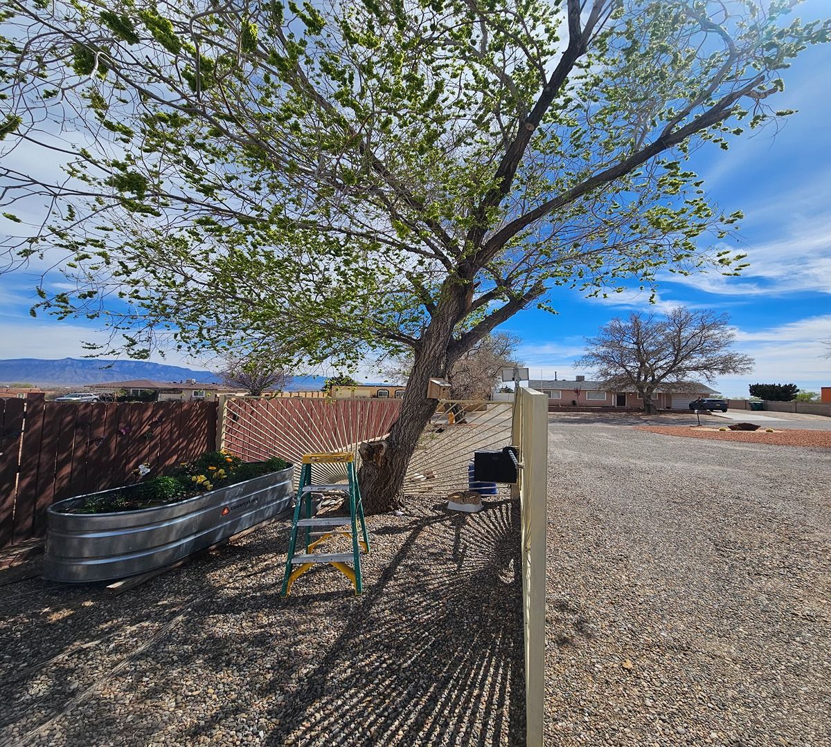 Tree shading a gravel yard with a bench and ladder, under a bright blue sky.