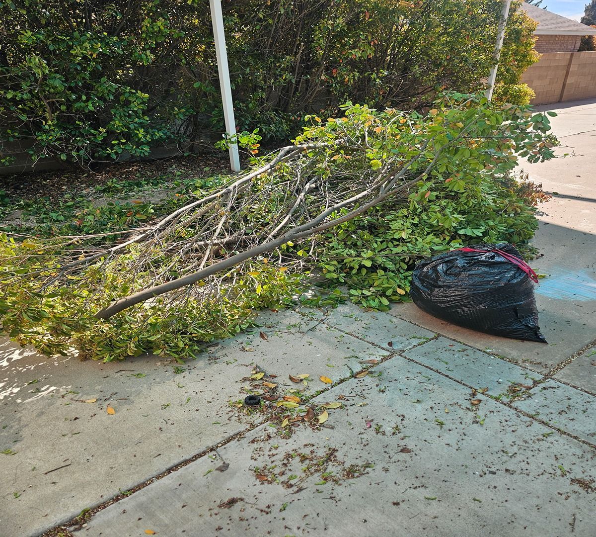 Pile of tree branches and leaves on a sidewalk beside a black yard-waste bag and hedge.