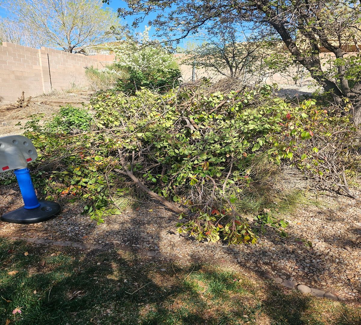Leafy shrub in a dry yard with a basketball hoop and trees in the background