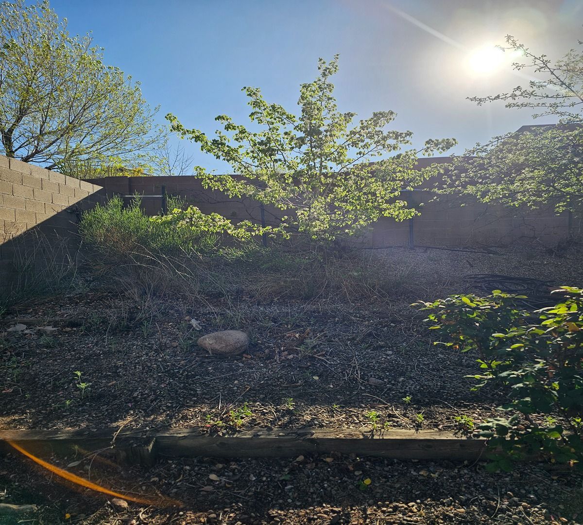Sunlit garden slope with young trees, stone wall, and gravel ground beneath a bright sky