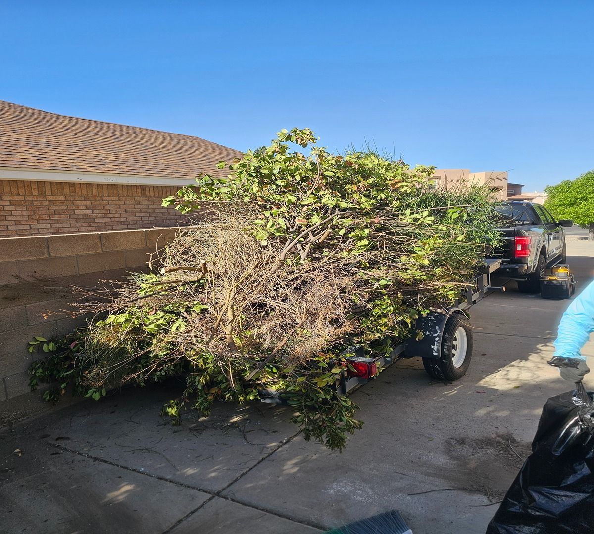 Overgrown bush loaded on a small trailer parked beside a building under a blue sky