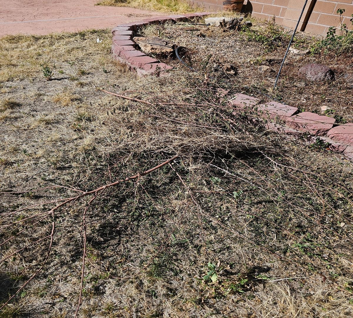 Brush pile in a dry yard beside a curved stone border and dirt path.