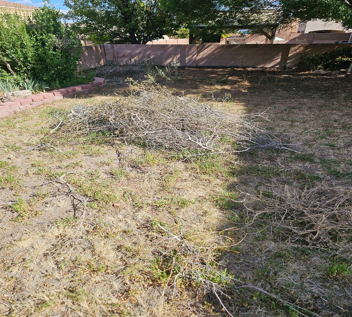Dry, patchy backyard with a mound of weeds and trees along a fenced edge