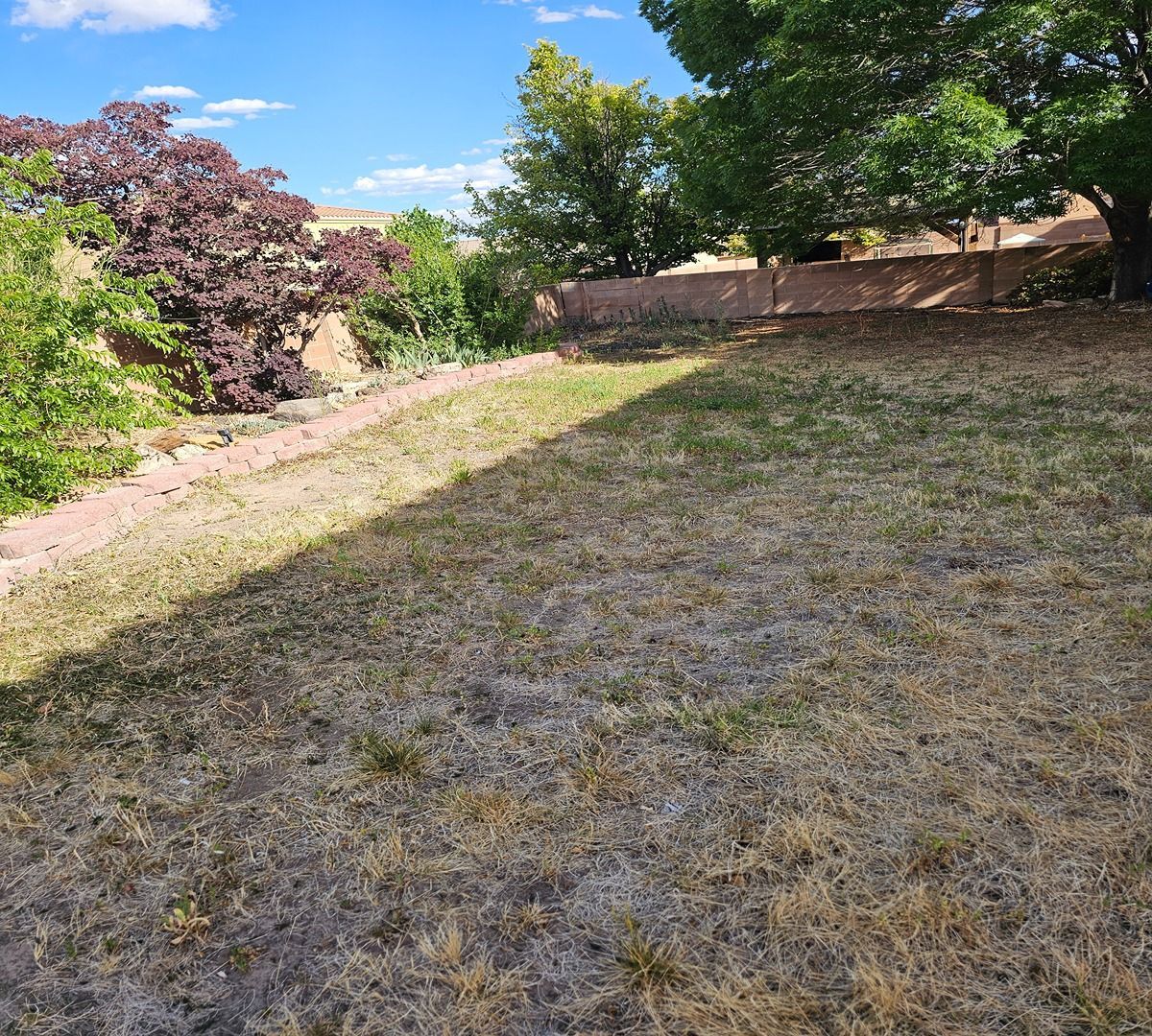 Sunlit grassy yard with trees, shrubs, and a brick wall along the edge