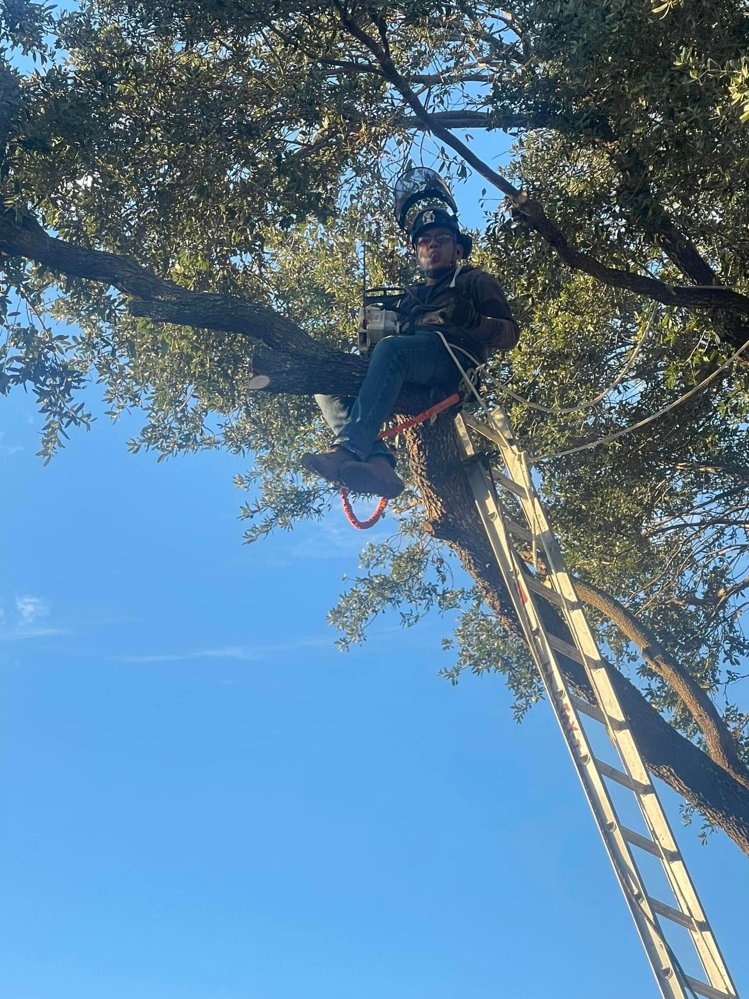 Arborist in a tree, secured by a harness, using a ladder and rope. Clear blue sky in the background.