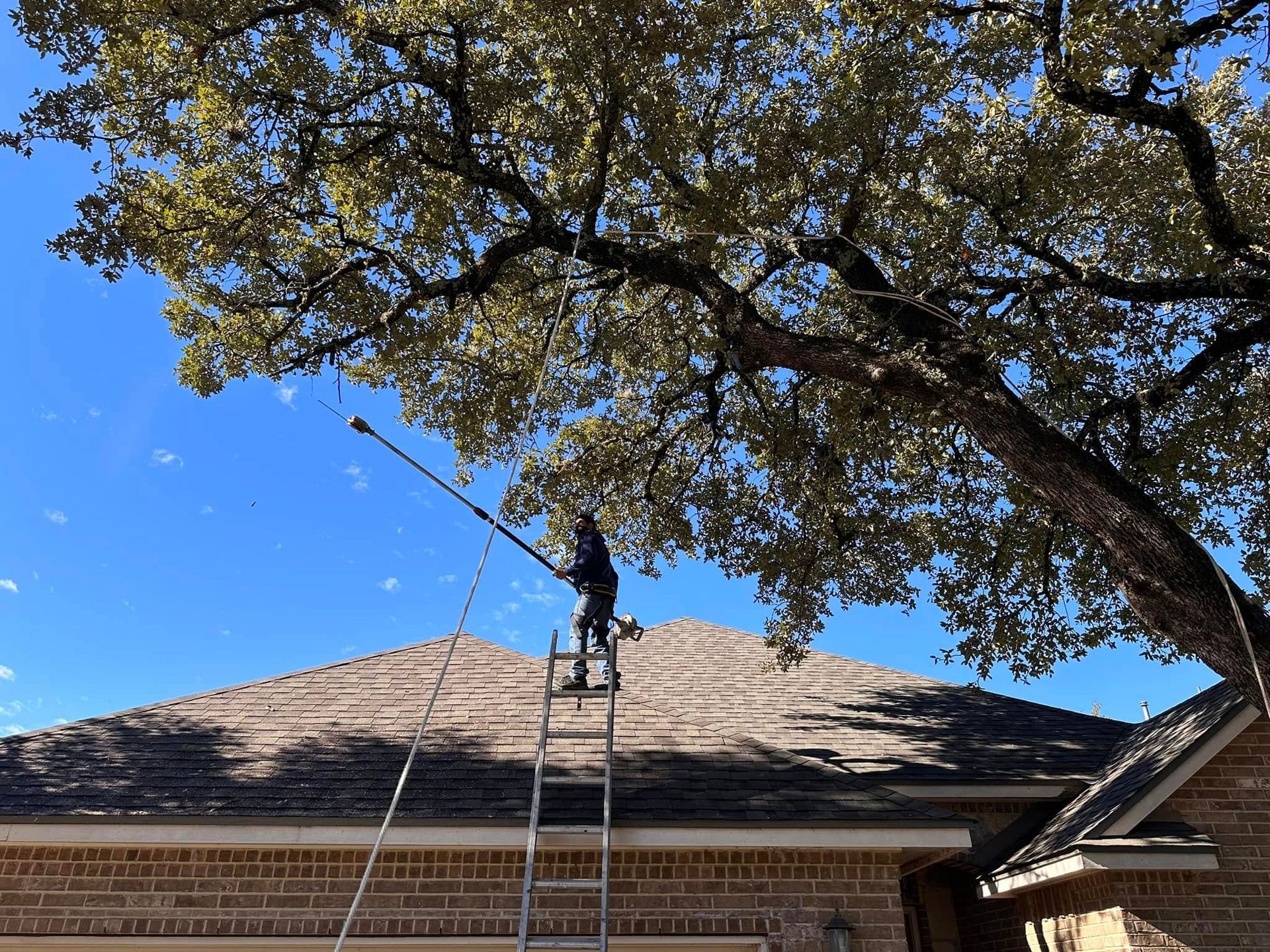 Person on ladder trimming tree branches above a house with a blue sky background.