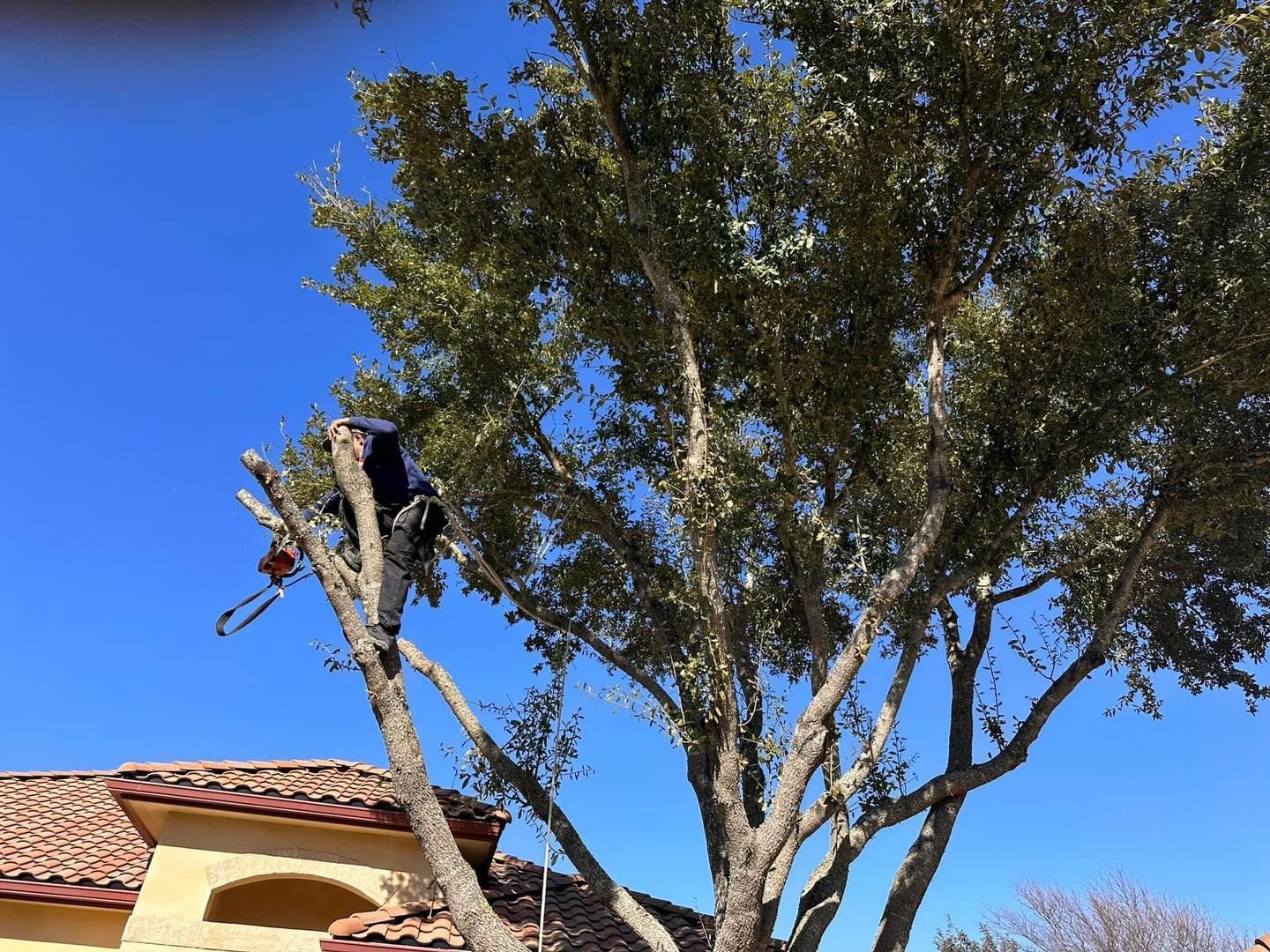 Arborist trimming a large tree with a chainsaw, set against a clear blue sky.