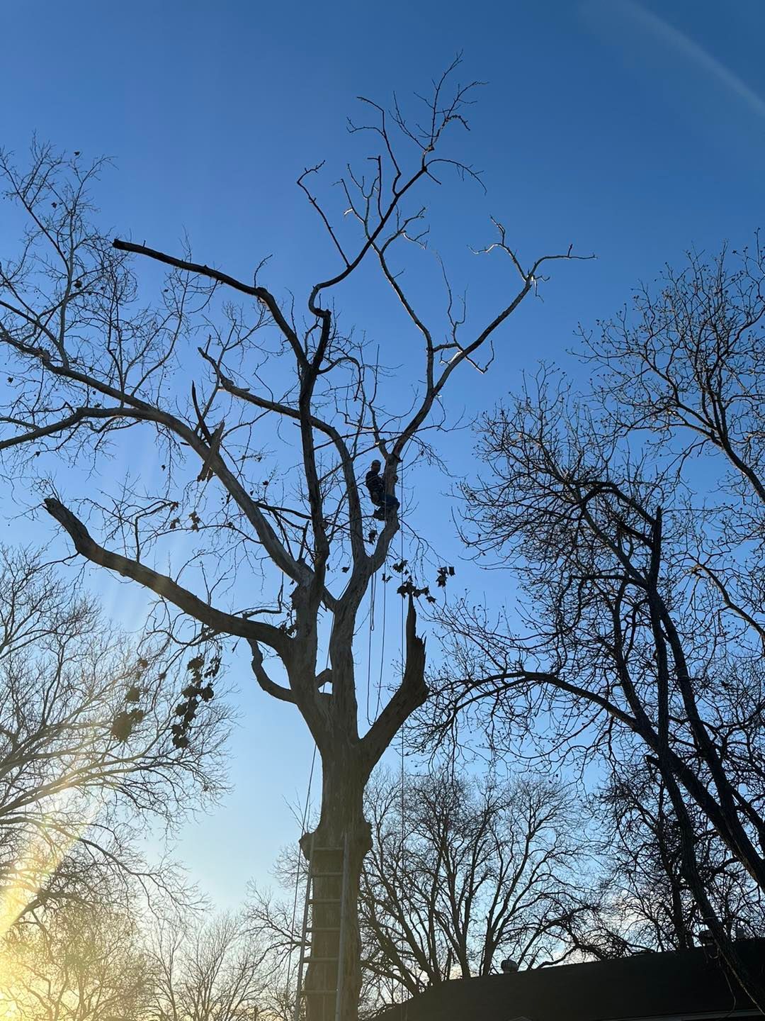 A tall tree being trimmed by a worker, silhouetted against a bright blue sky.