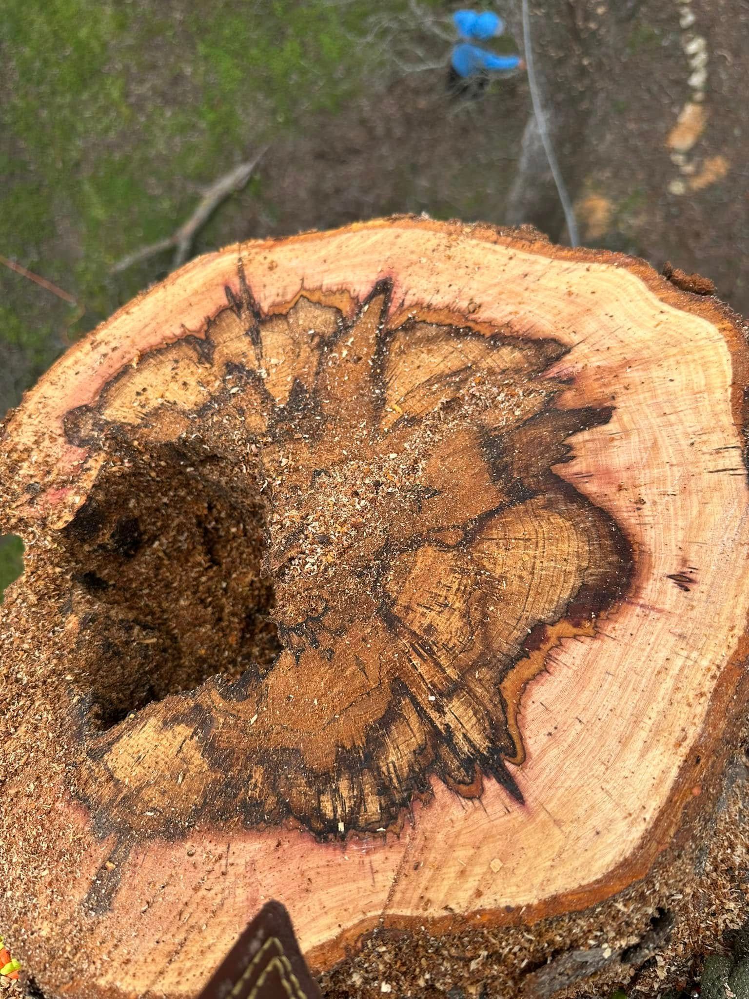 Cross-section of a tree stump with a dark, decayed core surrounded by lighter wood.