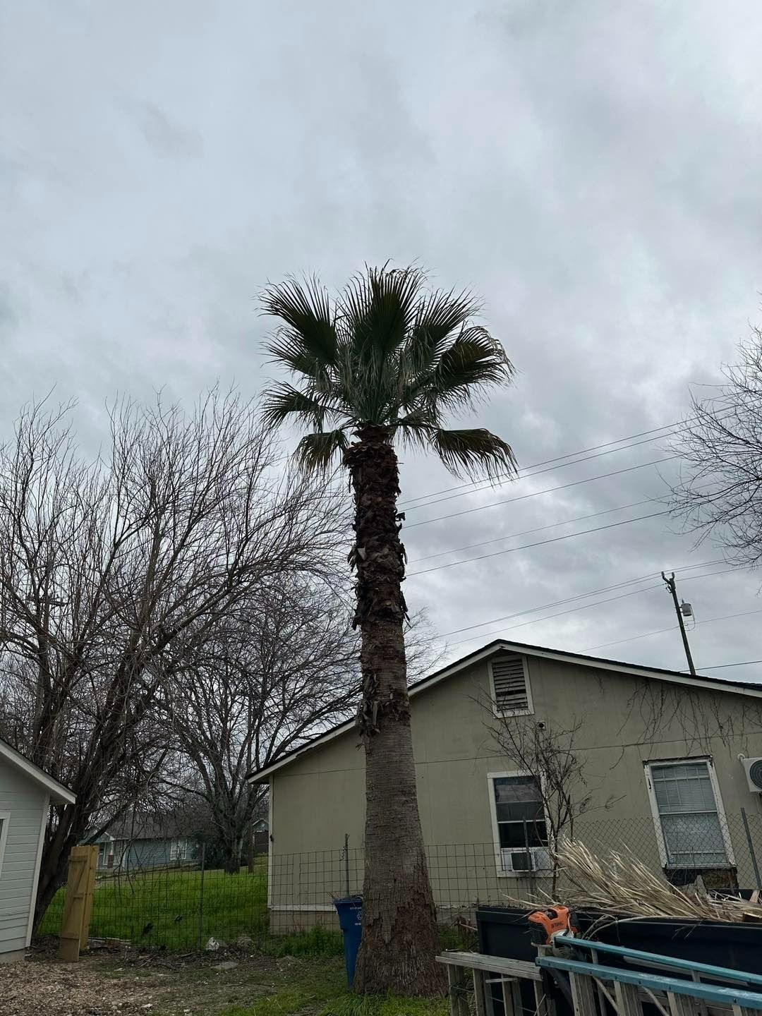 Tall palm tree in front of a tan building under a cloudy sky.