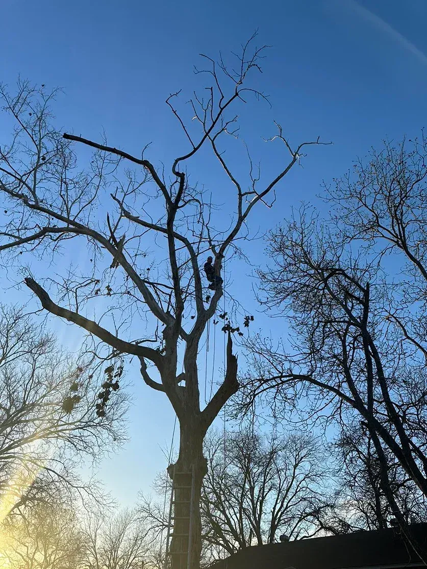 Bare tree branches silhouetted against a bright blue sky. Sunlight illuminates the scene.