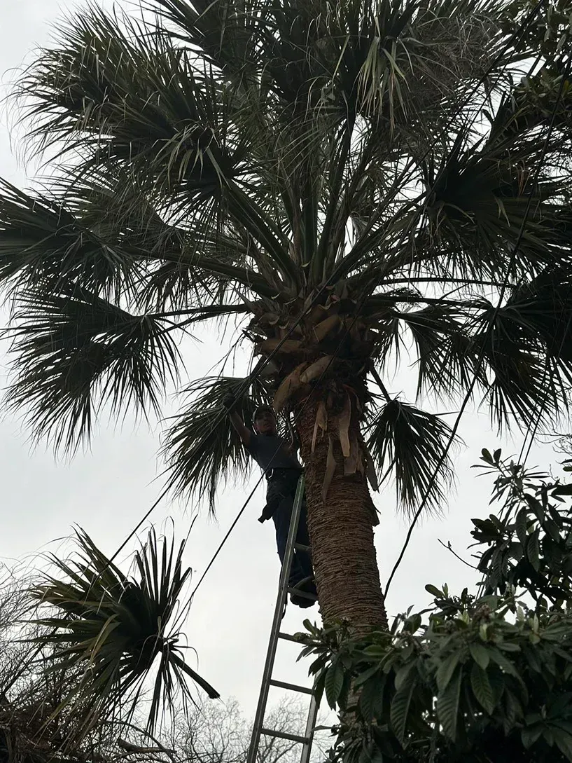 Person on ladder trimming palm tree branches outdoors. Cloudy sky.