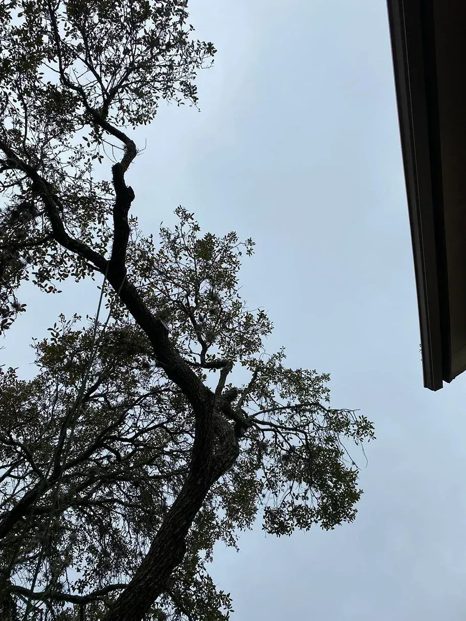 Tree branches against a cloudy sky with a portion of a building visible on the right.