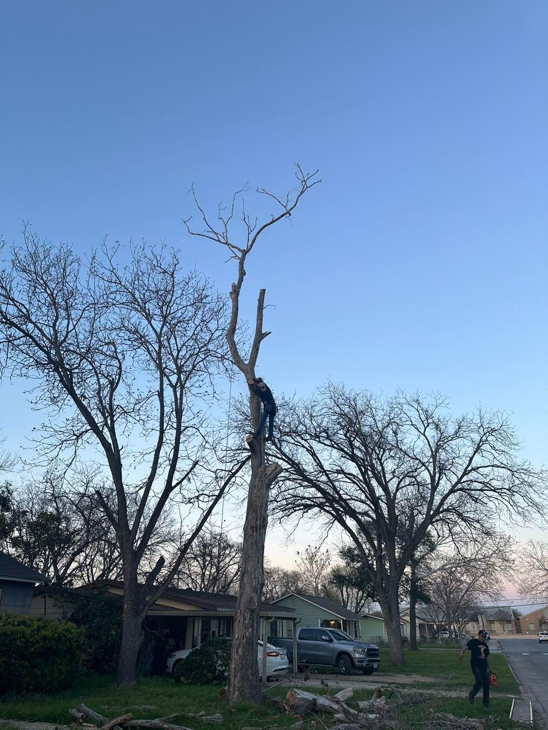 Person atop a bare tree, pruning branches, in a suburban neighborhood under a blue sky.