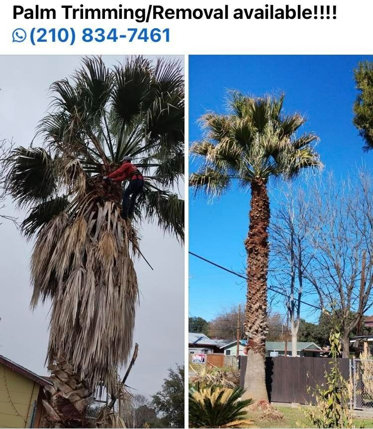 Palm tree trimming before and after, showing a worker in tree and a cleaned palm. Phone number included.