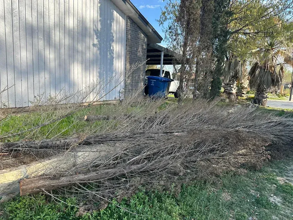 Pile of cut tree branches on a grassy yard next to a white building. A blue trash can is visible.