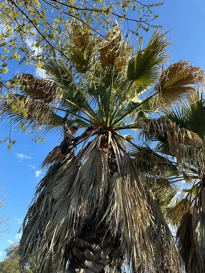 Palm tree with brown and green fronds against a blue sky.