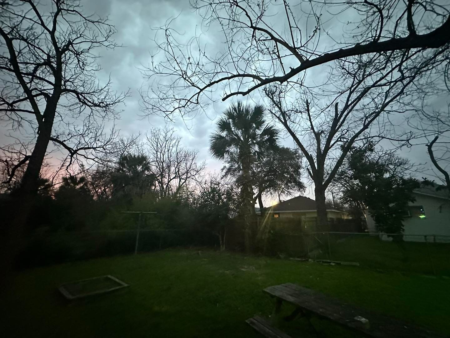 Backyard scene at dusk: Bare trees frame a dark green lawn, with a palm tree at center and a cloudy sky overhead.