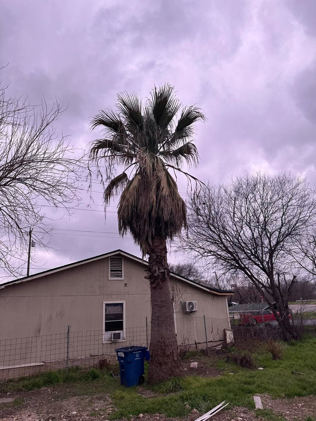 Palm tree in front of a beige building, under a cloudy sky.