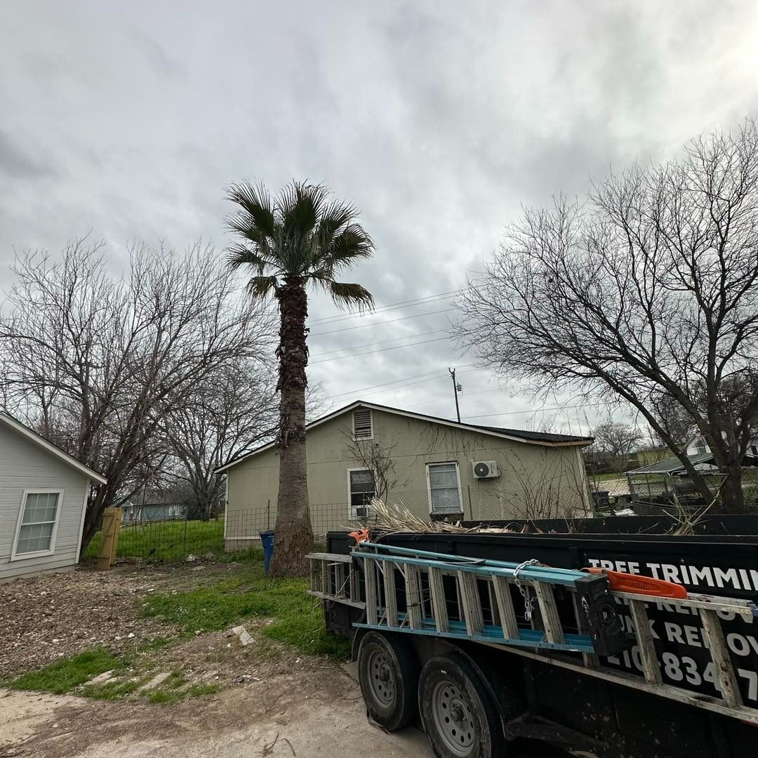 A tall palm tree and a small house under a cloudy sky. A trailer with ladders is in the foreground.