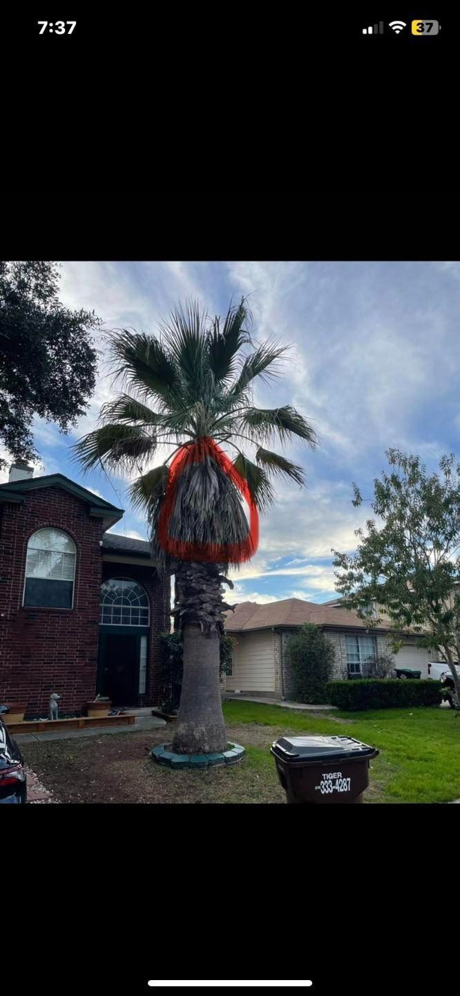 A palm tree with a reddish-brown growth in front of a house on a cloudy day.