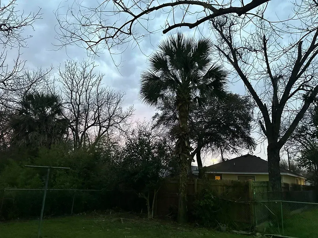 Overcast sky over a backyard scene with trees and a house, seen through tree branches.