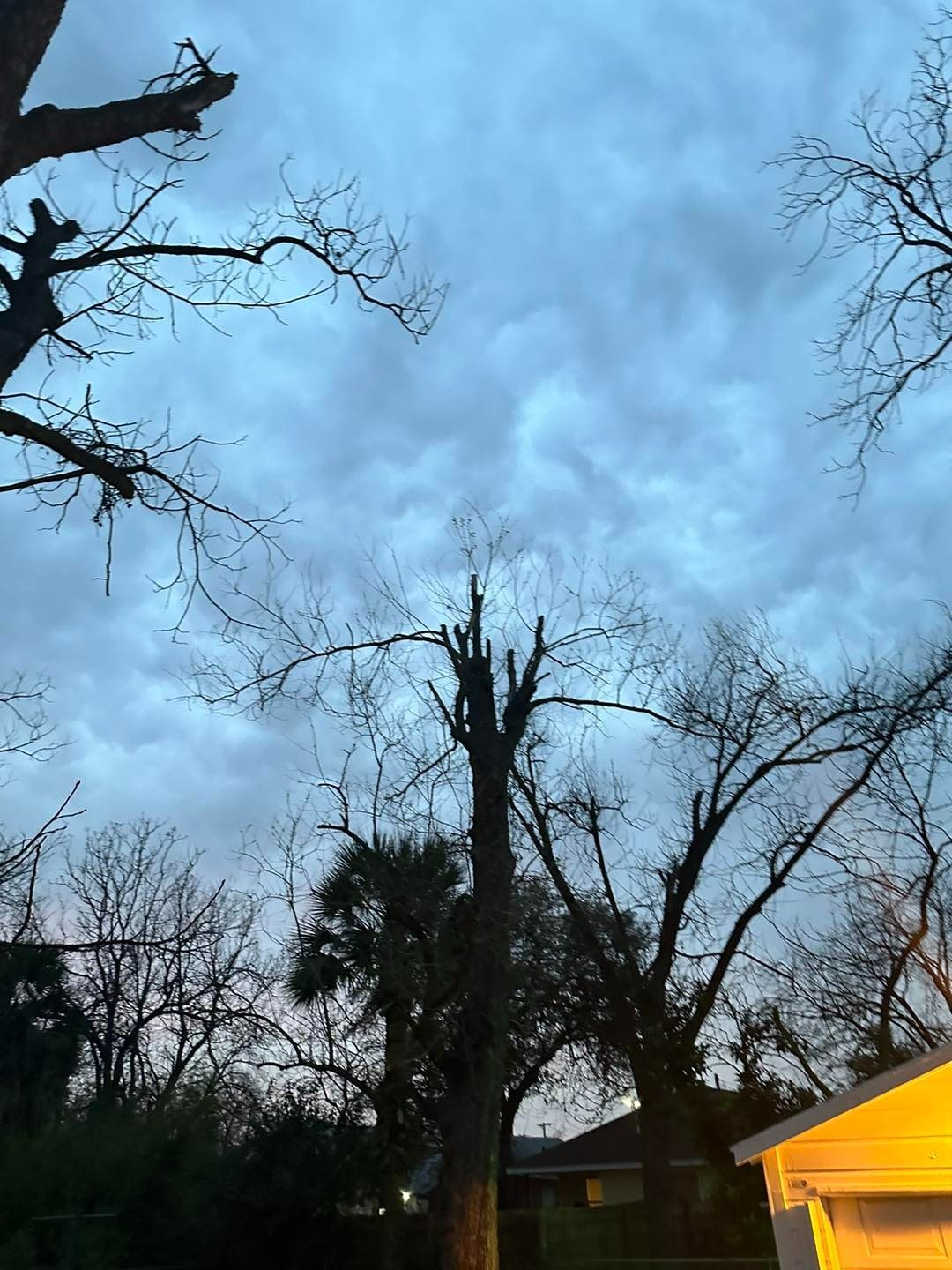 Bare tree silhouettes against a cloudy, twilight sky. A palm tree is also visible.