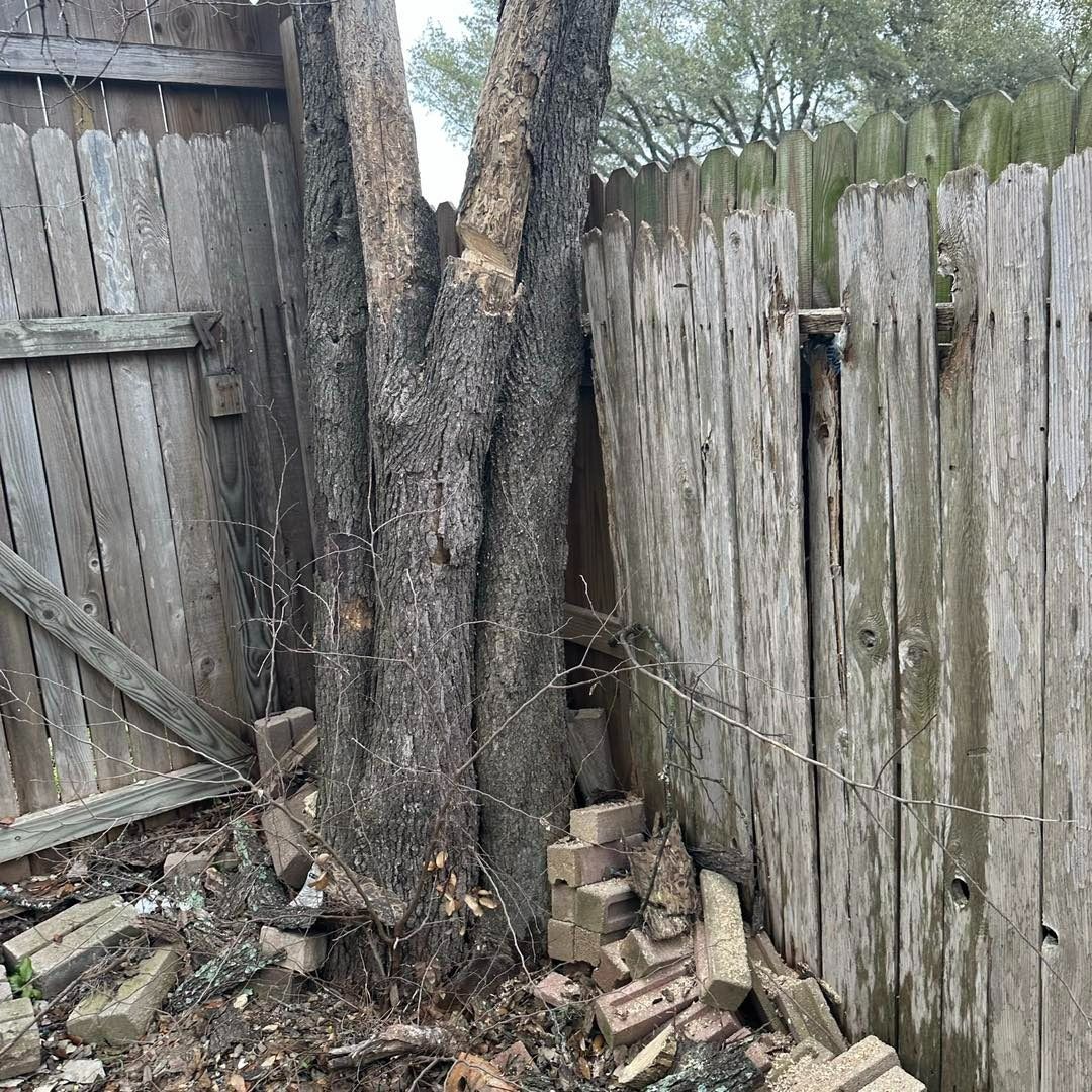 A tree growing through a weathered wooden fence, pushing it outward. Bricks lie scattered at the base.