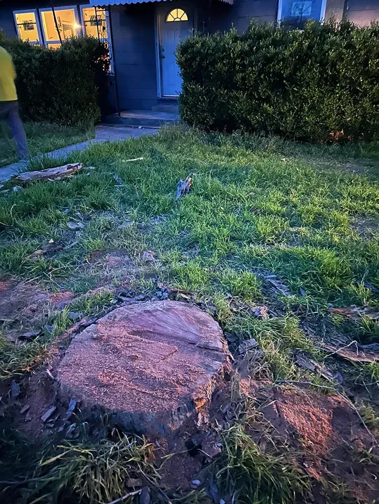 Tree stump in front yard; house in background with bushes and overgrown grass.