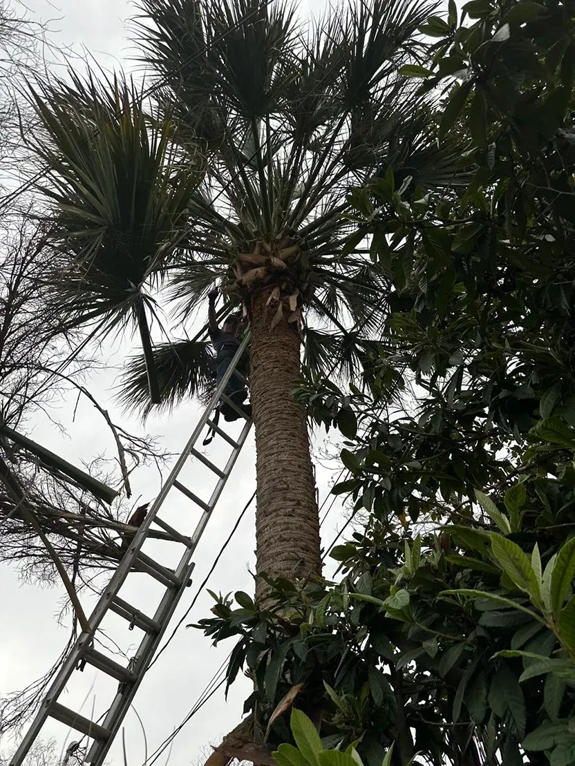 Man on ladder trims palm tree in a yard.