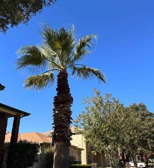 Palm tree with a brown trunk and green fronds, against a bright blue sky.